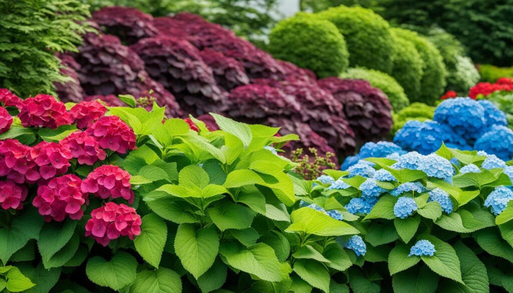 increased stock of divided hydrangeas