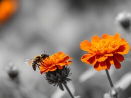marigolds pollinators