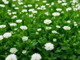 microclover lawn pros and cons