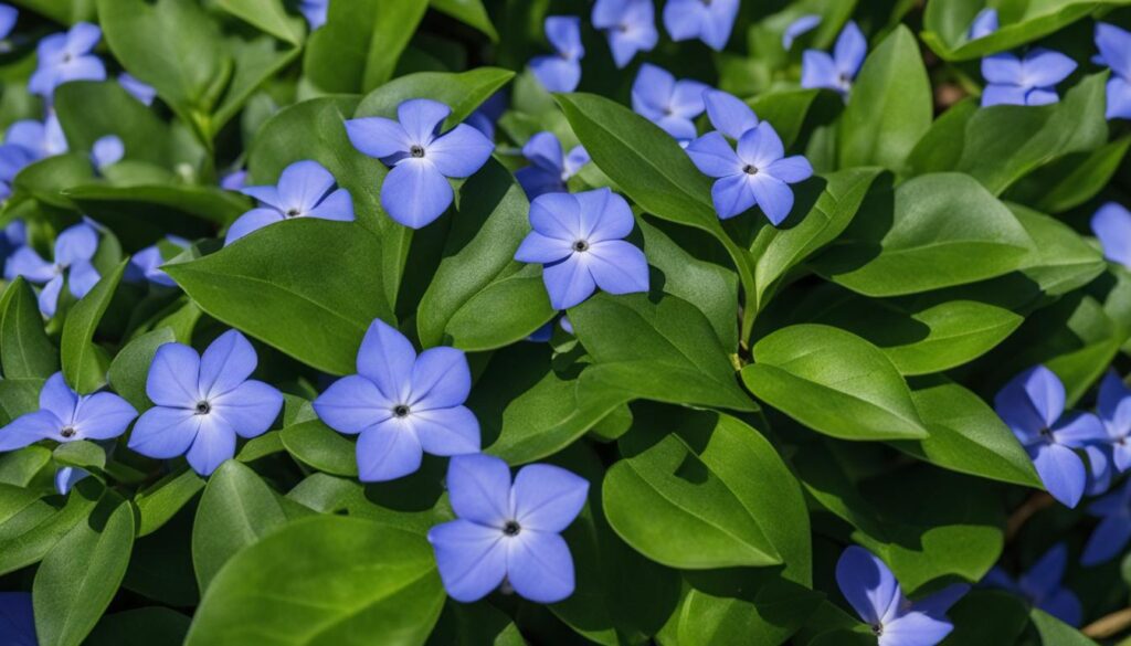periwinkle ground cover