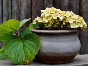 problems with hydrangeas in pots
