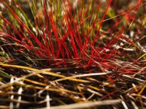 red thread grass