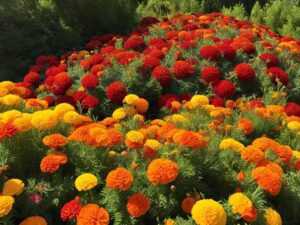 what marigolds are perennials