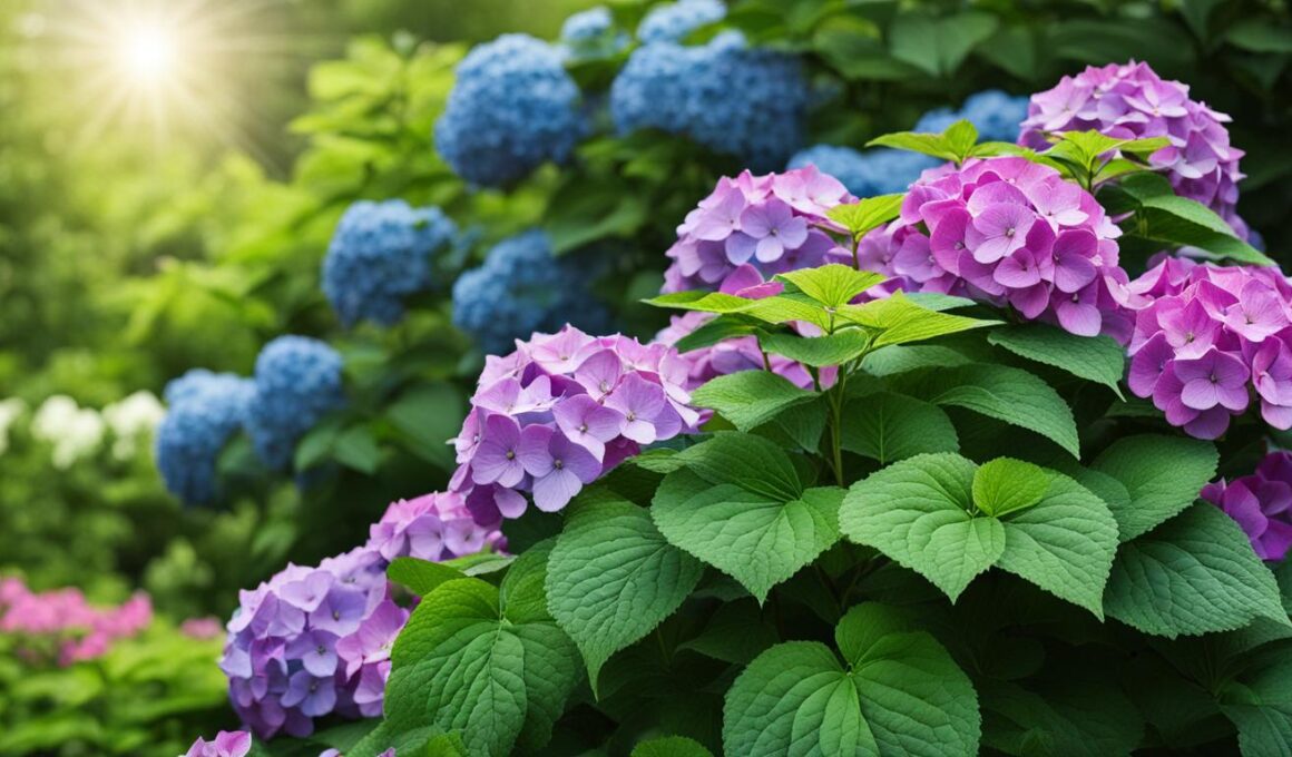 what side of the house do you plant hydrangeas