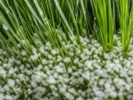 white mold on grass