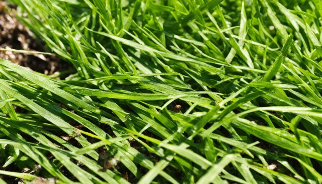zoysia grass pests
