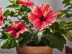 Can Hibiscus Grow Indoors