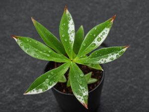 Plant With 5 Leaves